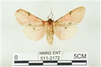 棍棒污燈蛾藏品圖，第2張