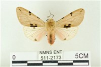 棍棒污燈蛾藏品圖，第1張