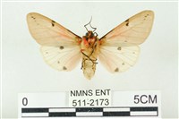 棍棒污燈蛾藏品圖，第2張