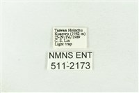 棍棒污燈蛾藏品圖，第3張