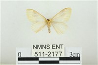 寬紋黃毒蛾藏品圖，第2張