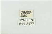 寬紋黃毒蛾藏品圖，第3張