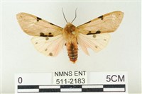 棍棒污燈蛾藏品圖，第1張