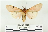 棍棒污燈蛾藏品圖，第2張