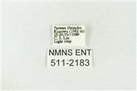 棍棒污燈蛾藏品圖，第3張