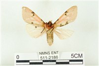 棍棒污燈蛾藏品圖，第2張