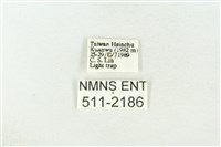 棍棒污燈蛾藏品圖，第3張