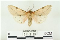 棍棒污燈蛾藏品圖，第2張