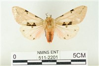 棍棒污燈蛾藏品圖，第1張