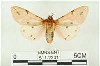 棍棒污燈蛾藏品圖，第2張