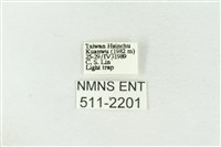 棍棒污燈蛾藏品圖，第3張