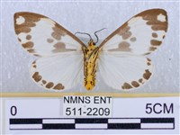 後凸蝶燈蛾藏品圖，第2張