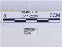 後凸蝶燈蛾藏品圖，第3張