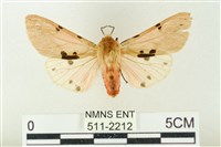 棍棒污燈蛾藏品圖，第1張