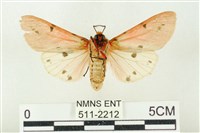 棍棒污燈蛾藏品圖，第2張