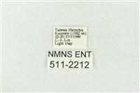 棍棒污燈蛾藏品圖，第3張