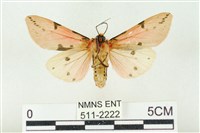 棍棒污燈蛾藏品圖，第2張