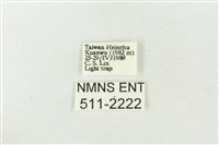 棍棒污燈蛾藏品圖，第3張