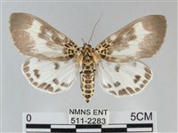 扭擬燈蛾藏品圖，第1張