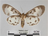 扭擬燈蛾藏品圖，第2張