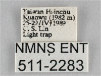 扭擬燈蛾藏品圖，第3張