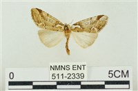 臺美波紋蛾藏品圖，第1張