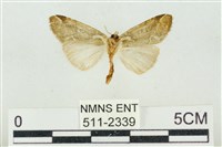 臺美波紋蛾藏品圖，第2張