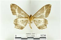 樹形尺蛾藏品圖，第2張