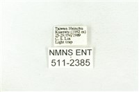 樹形尺蛾藏品圖，第3張