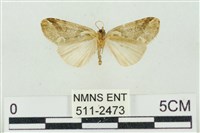 臺美波紋蛾藏品圖，第2張