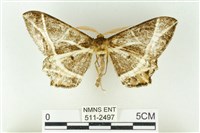 樹形尺蛾藏品圖，第1張