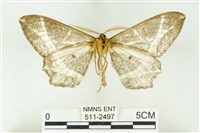 樹形尺蛾藏品圖，第2張