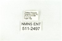 樹形尺蛾藏品圖，第3張