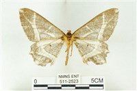 樹形尺蛾藏品圖，第2張