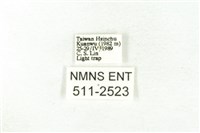 樹形尺蛾藏品圖，第3張