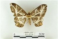 樹形尺蛾藏品圖，第1張