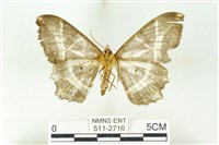 樹形尺蛾藏品圖，第2張