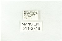 樹形尺蛾藏品圖，第3張