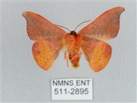 銀端帶鉤蛾藏品圖，第2張