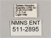 銀端帶鉤蛾藏品圖，第3張