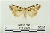 連珠波紋蛾藏品圖，第1張