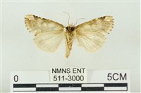 連珠波紋蛾藏品圖，第2張