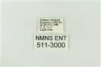 連珠波紋蛾藏品圖，第3張