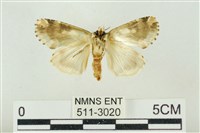 連珠波紋蛾藏品圖，第2張