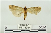 連珠波紋蛾藏品圖，第2張