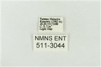 連珠波紋蛾藏品圖，第3張