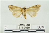 連珠波紋蛾藏品圖，第2張