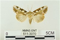 連珠波紋蛾藏品圖，第1張