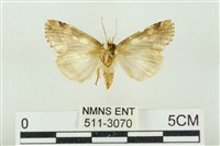 連珠波紋蛾藏品圖，第2張