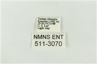 連珠波紋蛾藏品圖，第3張